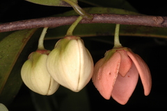 Goniothalamus wightii